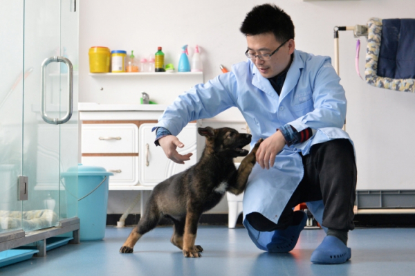 В Китае клонировали полицейскую овчарку, чтобы ускорить дрессировку щенка