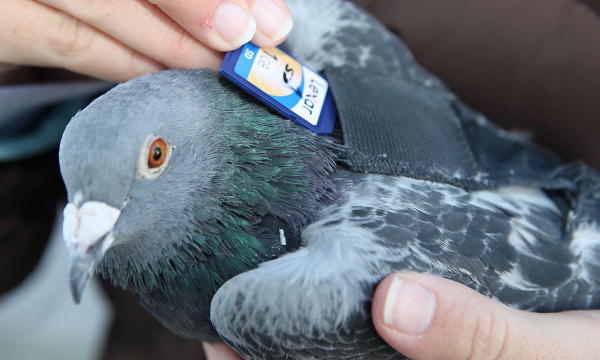 Обратите внимание на почтовых голубей: возможности этой технологии удивительны