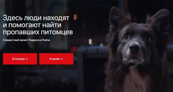 Потеряна собака: «Яндекс» открыл сервис поиска домашних животных