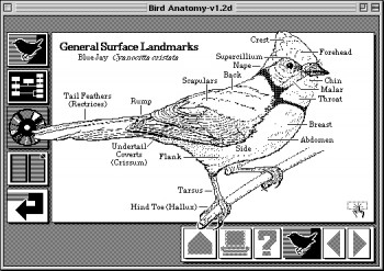 HyperCard, потерянное звено в эволюции Веба