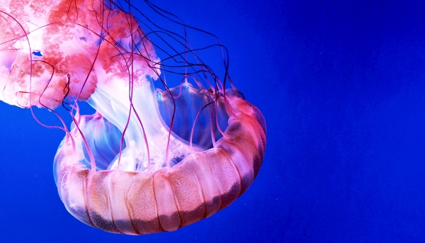 До свадьбы заживет: пролиферация клеток и регенеративные способности медуз