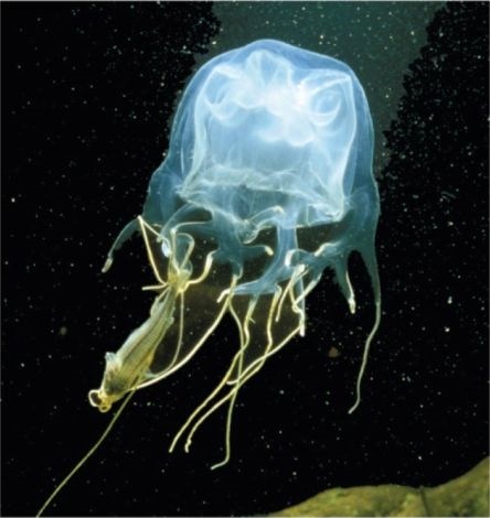 До свадьбы заживет: пролиферация клеток и регенеративные способности медуз
