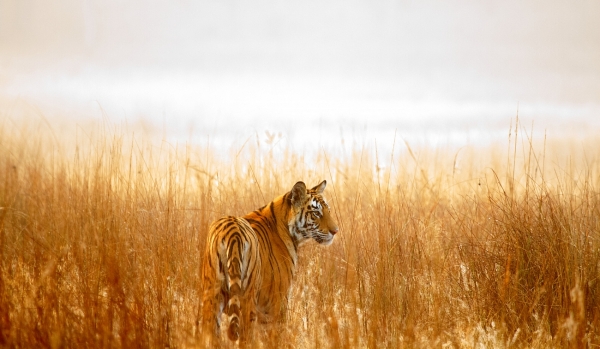 В Казахстан вернутся тигры — WWF России напечатал дом для сотрудников природной резервации
