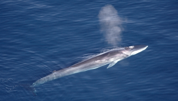 Маленький секрет большого сердца: первая в истории кардиограмма синего кита