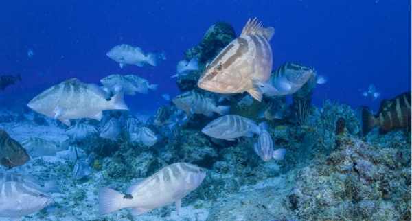 Подводная акустика может помочь спасти коралловые рифы