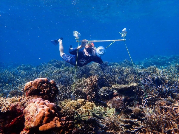 Подводная акустика может помочь спасти коралловые рифы