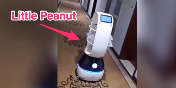 Видео: робот Little Peanut доставляет еду людям, находящимся на карантине из-за коронавируса