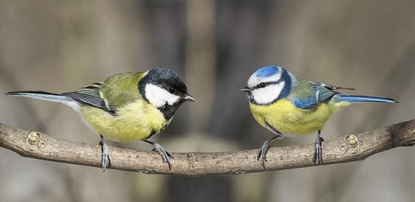 Исследование: птицы, просматривая видео, способны учиться принимать более правильные решения
