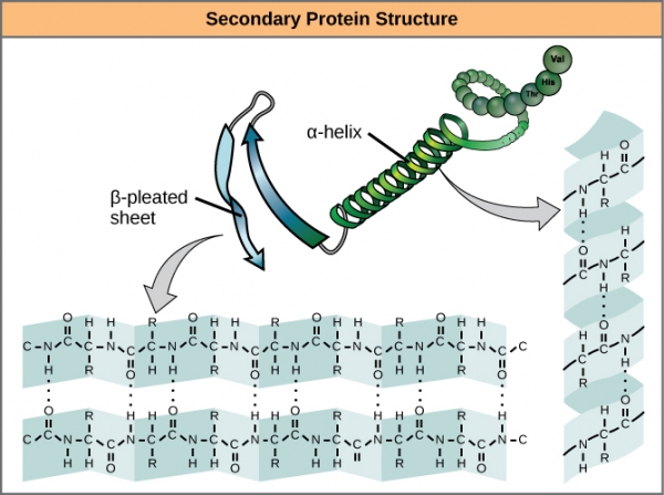 Так что же это всё-таки такое, «фолдинг белков»?