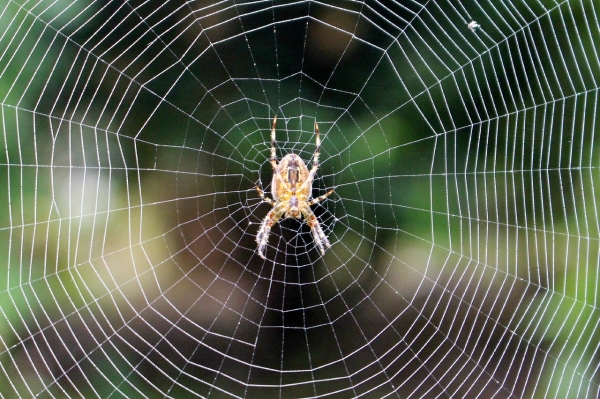 Паук для паутины или центральный узел распределенной сети
