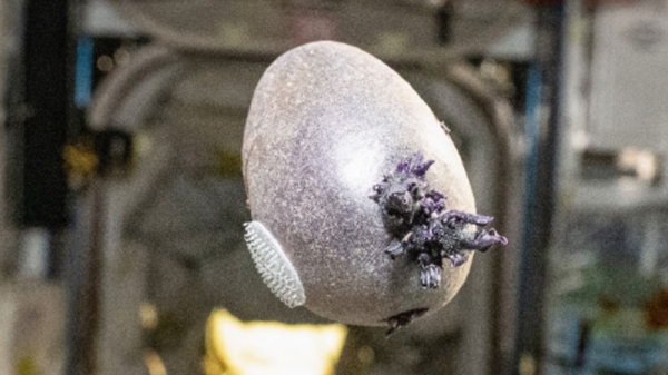 Π‘ΡΠ°ΡΠ΅ΠΉΡΠΈΠΉ Π°ΡΡΡΠΎΠ½Π°Π²Ρ NASA Π²Π·Π±ΡΠ΄ΠΎΡΠ°ΠΆΠΈΠ» ΠΈΠ½ΡΠ΅ΡΠ½Π΅Ρ ΡΠ½ΠΈΠΌΠΊΠΎΠΌ Π·Π°Π³Π°Π΄ΠΎΡΠ½ΠΎΠ³ΠΎ ΡΠΈΠΎΠ»Π΅ΡΠΎΠ²ΠΎΠ³ΠΎ ΠΎΡΠ³Π°Π½ΠΈΠ·ΠΌΠ° Π½Π° ΠΠΠ‘